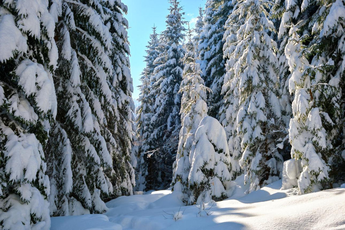 Snow-covered evergreen trees lining a winter forest path.
